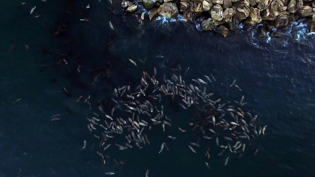 Des centaines de Lions de mer font la planche et dorment à la surface de l'océan! Incroyable