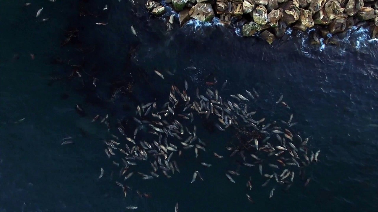 Des centaines de Lions de mer font la planche et dorment à la surface de l'océan! Incroyable