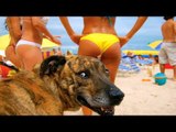 TRY NOT TO LAUGH or GRIN - Funny Dogs Fails Compilation 2016 (DECEMBER) || by Life Awesome