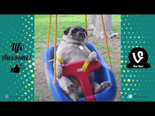 FUNNY DOGS VIDEOS - Funny Cute Dogs Compilation 2017 | by Life Awesome