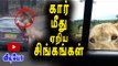 காரை தாக்கிய சிங்கம் | Bengaluru: 3 Lions attacked vehicles in park- Oneindia Tamil