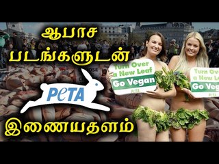 பீட்டாவை தடை செய்ய முடியாது|Court refused PIL writ for demanding ban on PETA- Oneindia Tamil