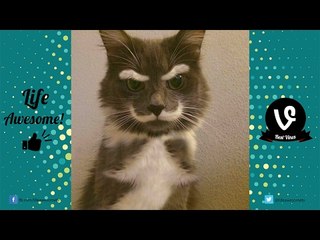 FUNNY ANIMALS COMPILATION 2017 - Super Funny ANIMALS Videos! | by Life Awesome