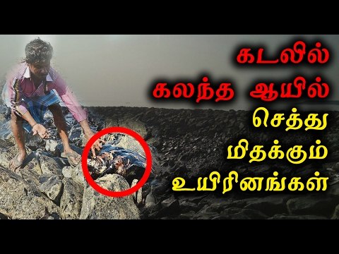 சென்னை கடலில் கச்சா எண்ணெய் | Crude oil floated through the seashore of chennai- Oneindia Tamil