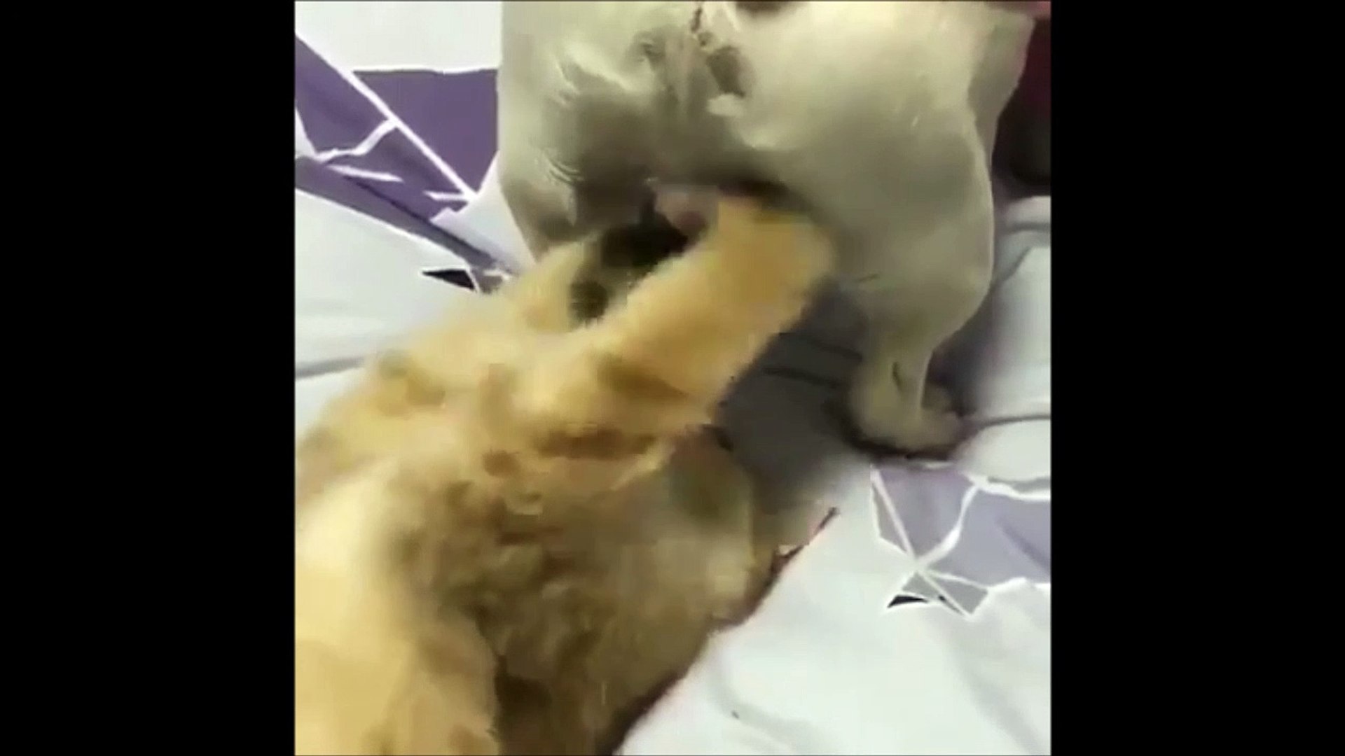 Ce Chat Joue Avec Les Boules Du Chien Ahahah Video Dailymotion
