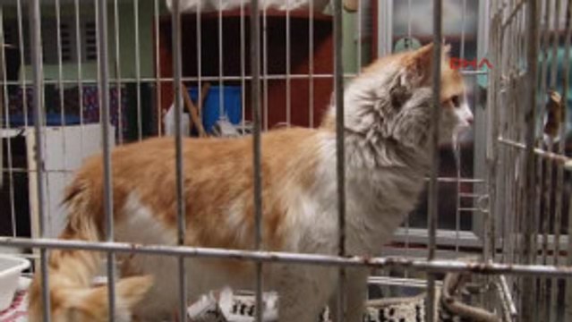 Gaziantep Uzman Çavuş Özkan, El Bab'dan Kurtardığı 'Barış' Adlı Kediyle Hasret Giderdi