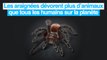 Incroyable : les araignées mangent deux fois plus d'animaux que l'ensemble des humains