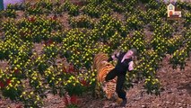 Wild Animals Finger Family 3d Kiildren Rhymes || Cheetah Elephant Gorilla Lion Tiger