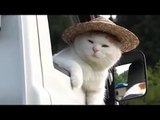 Funny Cats Compilation 2017 - Cats Are So Funny You Will Die Laughing  by Life Awesome