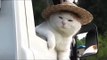 Funny Cats Compilation 2017 - Cats Are So Funny You Will Die Laughing  by Life Awesome