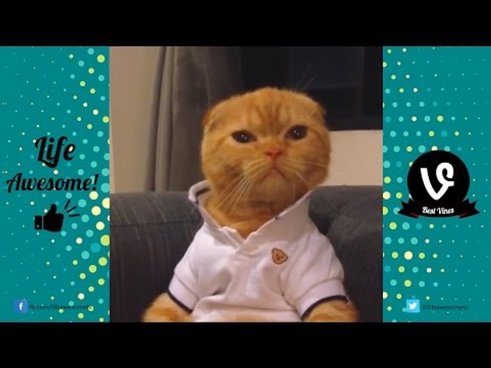 TRY NOT TO LAUGH or GRIN - Funny Animals Fails Compilation 2017 | by Life Awesome