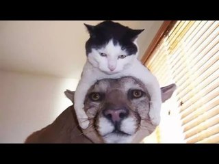 TRY NOT TO LAUGH or GRIN - Funny Animal Fails | 2016 Animal Compilation by Life Awesome