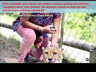 Woman Mauled By Cheetahs In South Africa! Amazing Video Ever.