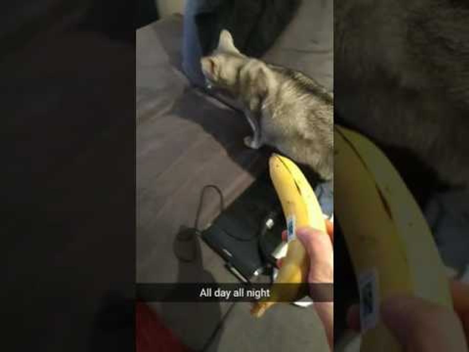 Poor Cat Gets Chased by a Banana