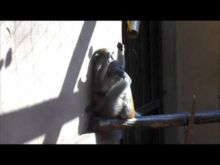 Blue Monkeys Love to Cuddle