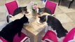 Family of Cats Have Dinner at the Table