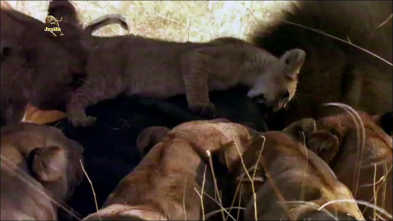 Top animais selvagens #651, Animais selvagens atacando, Animals, Confrontos animais, Serpentes atacando animais e humano