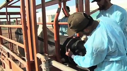 UVAS 24/7 Extension Service