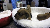 Basket of rescued puppies cry for food at feeding time