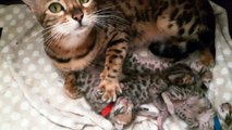 Helfina coons : Chatons bengal   Abigall MICHOBENGAL