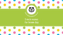 Male names for brown dog - the best names for your pet - www.namesoftheworld.net