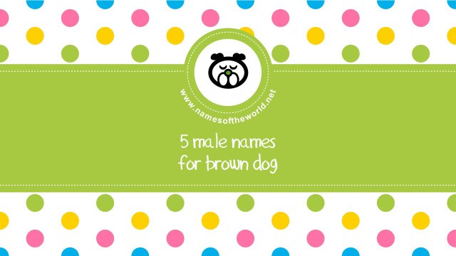 Male names for brown dog - the best names for your pet - namesoftheworld.net