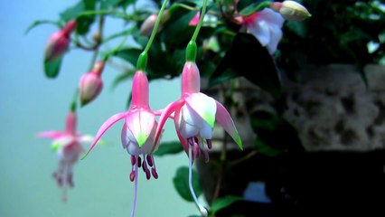 The Beauty of Blooming Flowers - Flowers Time Lapse
