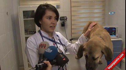 'Kuyu Köpek' ölümü bir kez daha yendi