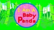 Im a Baby Panda! Did You See My Tail? and more! | Kids Songs | by Little Angel