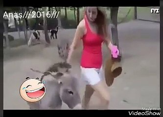 Girl Make Friends And Enjoy Donkeys