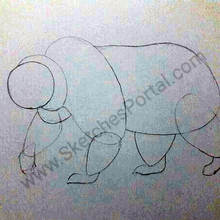 How to draw a Bear in10 steps