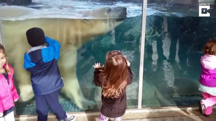 Terrifying Moment Polar Bear Headbutts Glass At Zoo