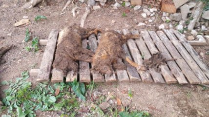 Hayvanseverleri Ayaklandıran Görüntü: Hayvanlar Açlıktan Telef Oldu