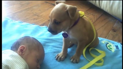Cute Dogs, Kittys and Adorable Babies ! So CuTe !