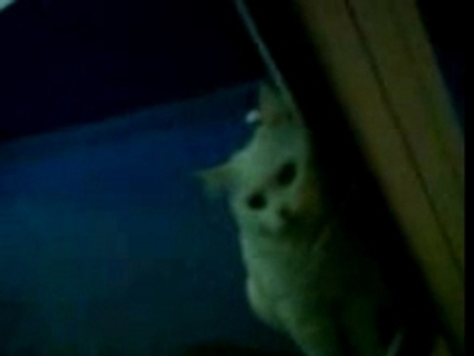 Kote