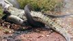 Snake Crocodile Attacked Australia    Animal Attacks.