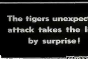 Lion vs Tiger Only Real Action - One Will Finish