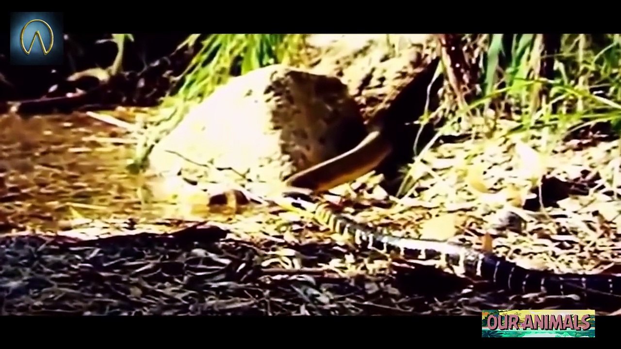Most Amazing Snake Attacks - King Cobra attacks Python  Python attacks King Cobra