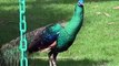 Get mesmerized with the beauty of this Peacock