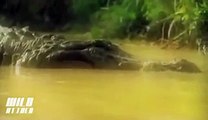 Crocodile vs Anaconda   Crocodile Attacks Anaconda