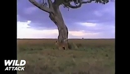 7 Lions Attack Zebra - Lion vs Zebra 2017