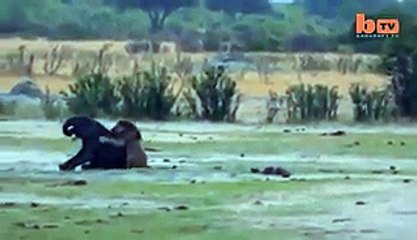 Lion vs Elephant Fight - Helpless Elephant HD