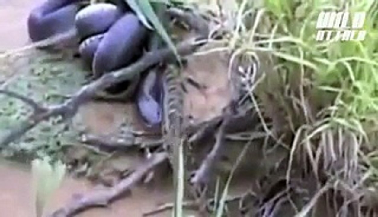 Cobra vs Python - Python Eats Cobra