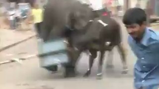 A crazy elephant creates rumble on road