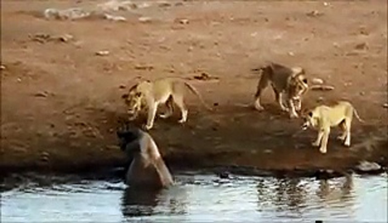 Lions Attack Rhino