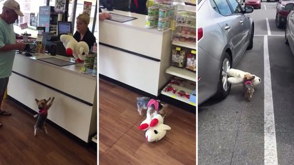 Un chien adore son nouveau jouet