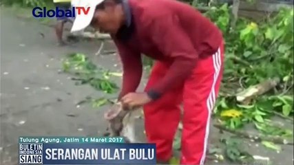 Serangan Ribuan Ulat Bulu Resahkan Warga Tulungagung