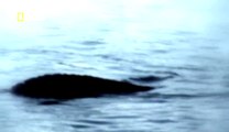 Toute la vérité sur: Le monstre du Loch Ness