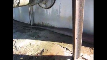 Ce serpent est le plus gros du monde !