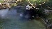Petit bain de printemps pour la femelle Panda Huan Huan au zoo de Beauval